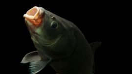 El búfalo de boca grande (bigmouth buffalo, en inglés; nombre científico Ictiobus cyprinellus) es uno de los peces de agua dulce más grandes y endémicos de Norteamérica.