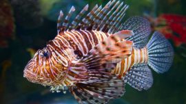 Su expansión en las aguas del mar de Florida, el Golfo de México y el Caribe está poniendo en peligro el equilibrio de las cadenas alimenticias.