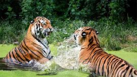 El censo se realizó en 2018 y arrojó que en la actualidad hay una población de 2.967 tigres salvajes, mientras que en 2014 la misma era de 2.226.