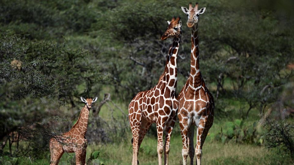 En riesgo de extinción la jirafa reticulada que habita el parque natural Masai Mara en Kenya, África Oriental.