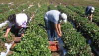 Los costos interanuales superan el 52% en términos nominales en más de la mitad de las economías regionales.