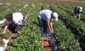 Los costos interanuales superan el 52% en términos nominales en más de la mitad de las economías regionales.