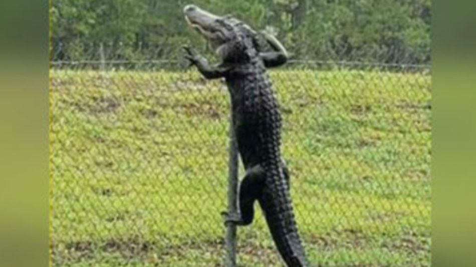 caiman florida 08202019