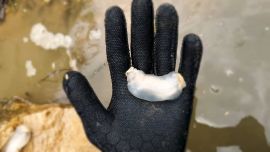 Hallan extraño gusano que come piedras en California. Vive en el fondo del río, perfora las piedras y se las come.