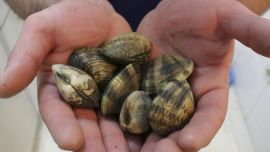 Hallan almejas que contienen partículas extraterrestres