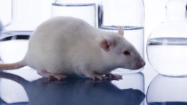 La ciencia determinó en un ensayo de laboratorio que los roedores pueden recordar una secuencia aprendida y reproducir mentalmente hechos pasados.