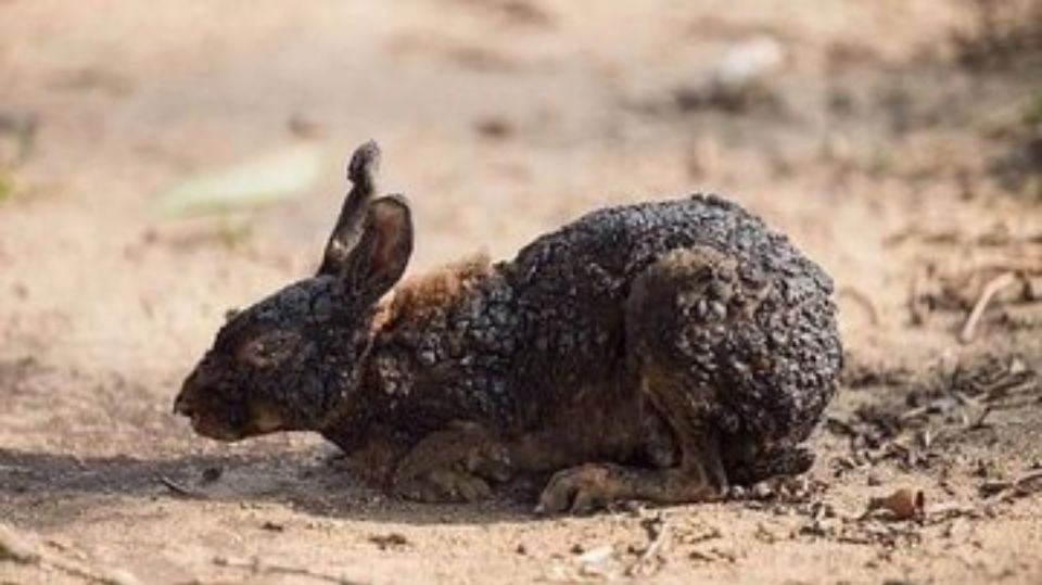 conejo quemado 08232019