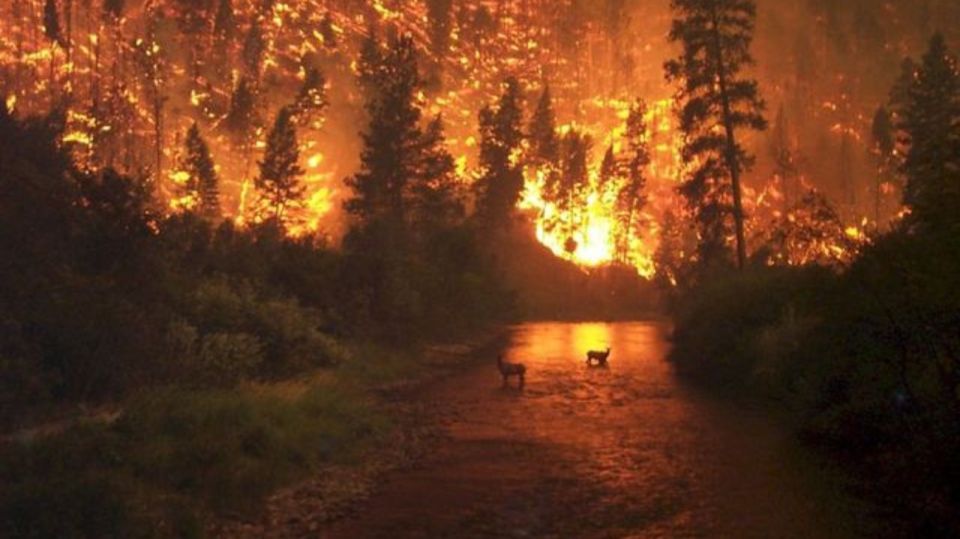 incendios fake news 08232019