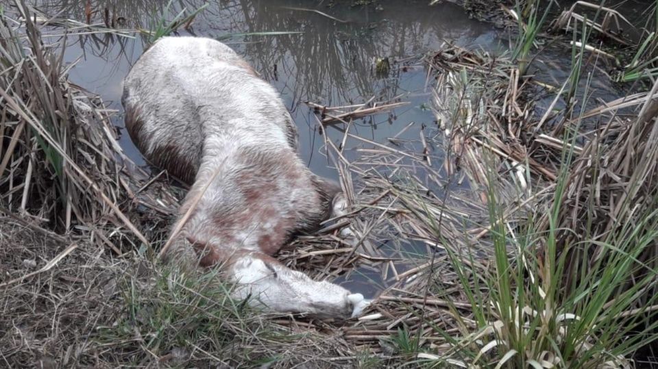 maltrato animal 08232019