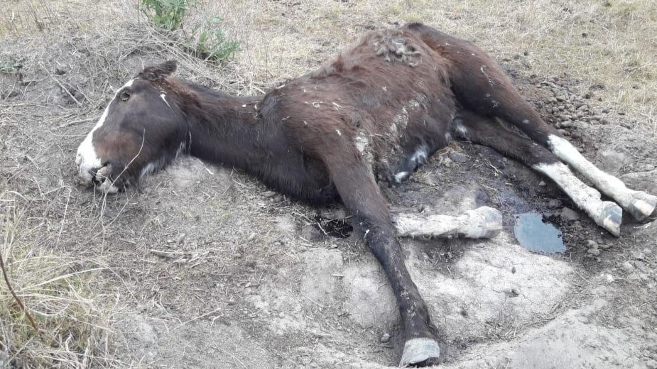 Ezeiza. En el operativo se rescataron más de 400 caballos que estaban desnutridos y maltratados. 