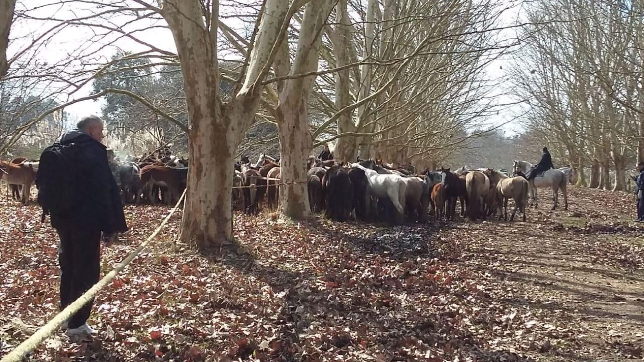 Ezeiza. En el operativo se rescataron más de 400 caballos que estaban desnutridos y maltratados. 