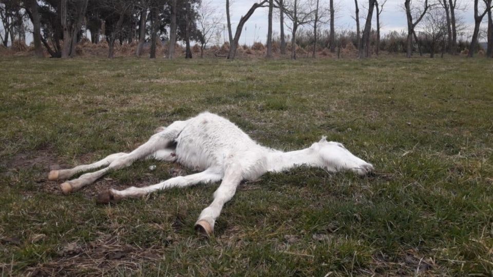 maltrato animal 08232019