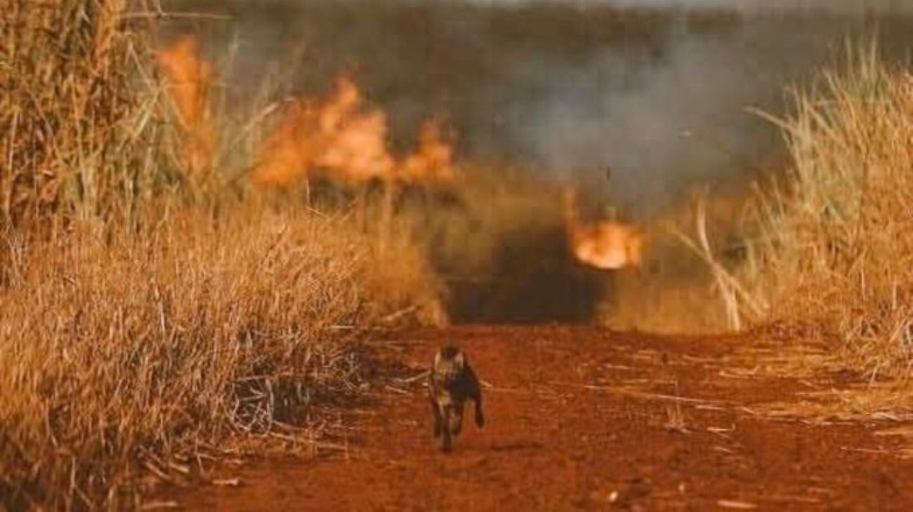 La foto de un animal, que parece ser un zorro, que huye del fuego por un camino de tierra, fue tomada en septiembre de 2011.