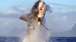 Los tiburones blancos desaparecen de Ciudad del Cabo sin razón