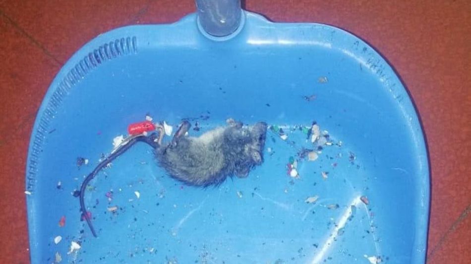 ratas escuela belgrano 08102019