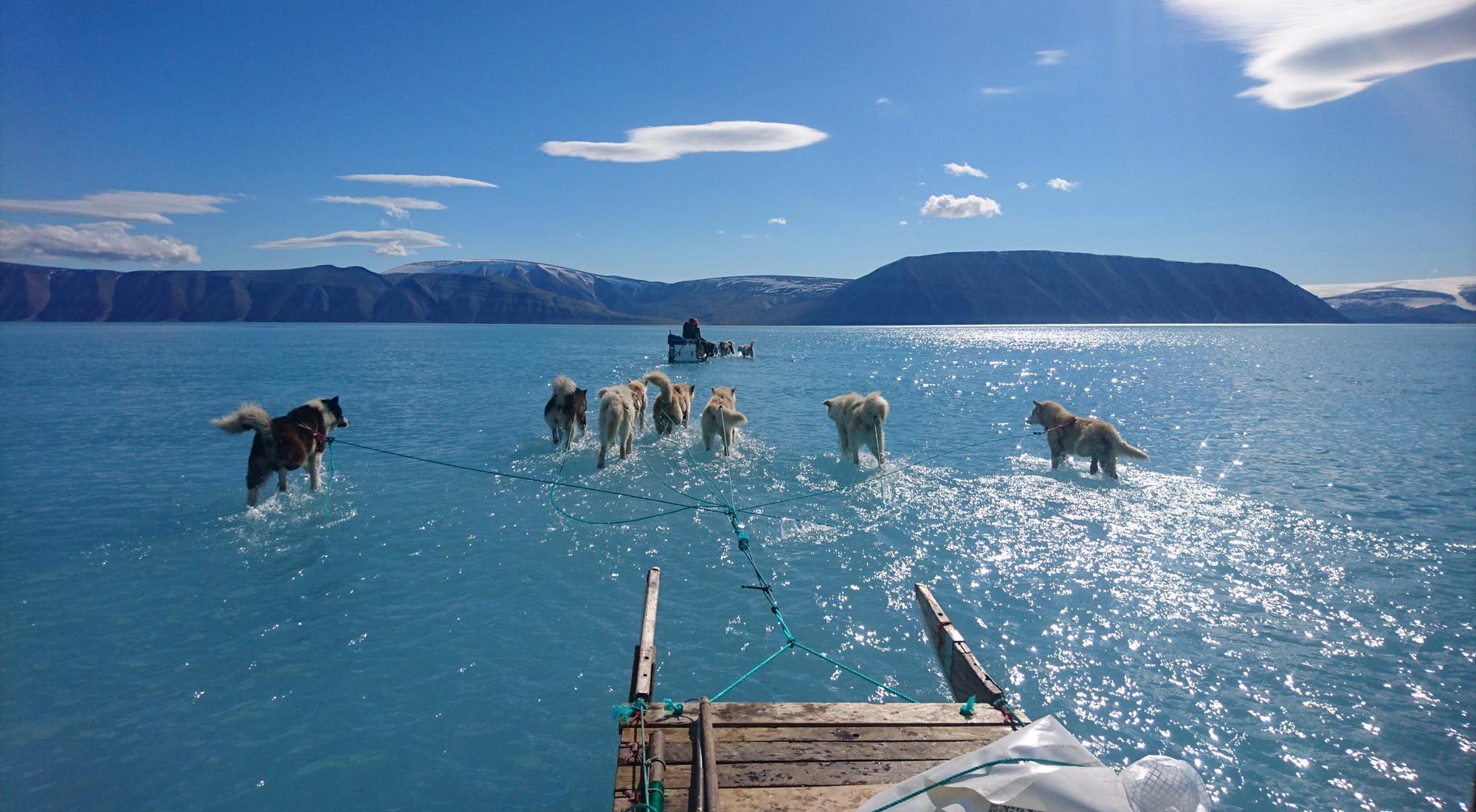 En esta imagen de archivo con fecha del 13 de junio de 2019 y fotografiada por Steffen Olsen, del Centro para el Océano y el Hielo del Instituto Meteorológico Político Danés, se muestran perros de trineo vadeando agua estancada en el hielo marino durante una expedición en el noroeste de Groenlandia. -