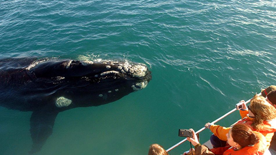 Ballenas