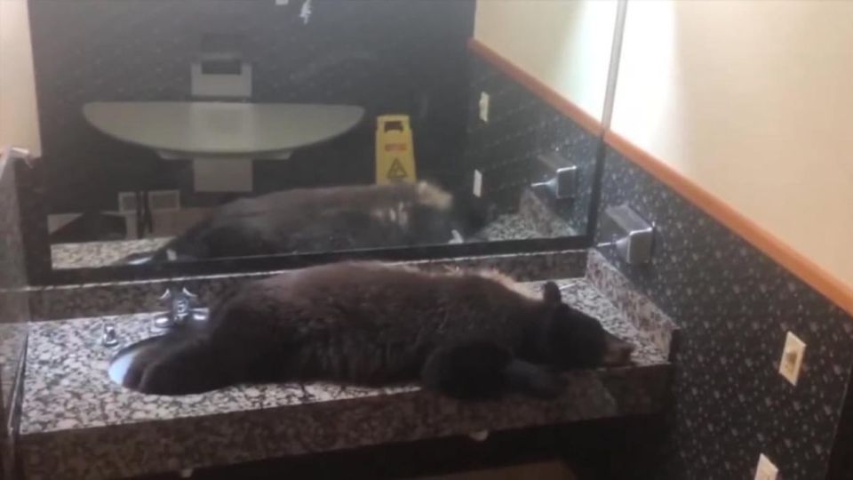 El animal se tiró a descansar sobre la pileta del baño de mujeres del hotel de Montana.