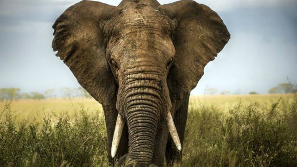 Los elefantes traen polémica en Botsuana.