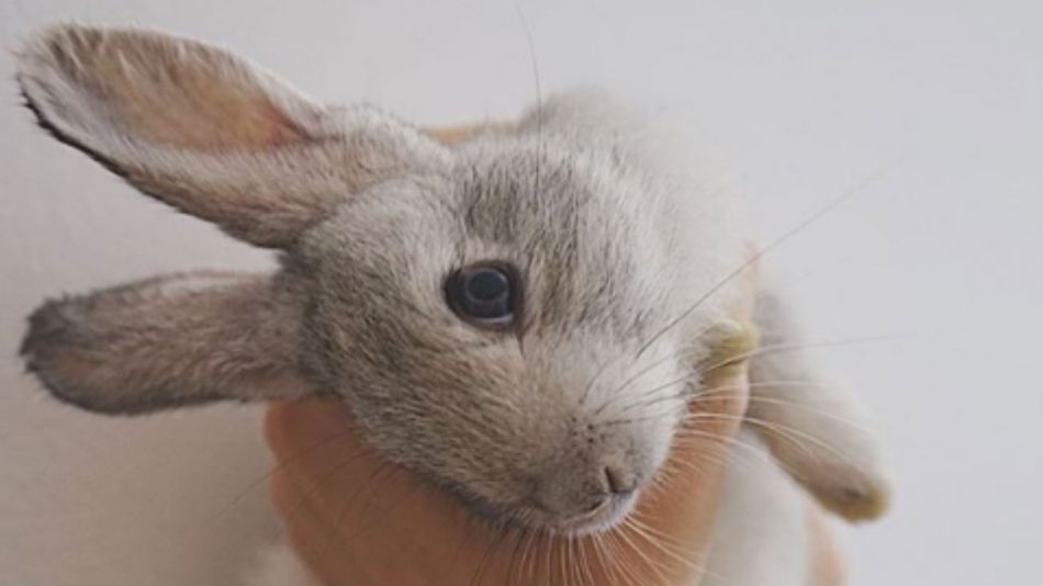 Conejo