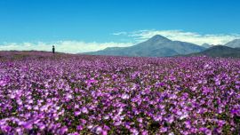 Abundantes mantos de flores de color violeta, amarillo o blanco cubren la superficie del lugar más árido del planeta: el desierto de Atacama en Chile.