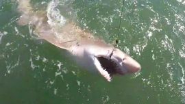 El uso de anzuelos circulares ayuda a la devolución –sana y salva– de los tiburones luego de su captura con líneas de pesca.