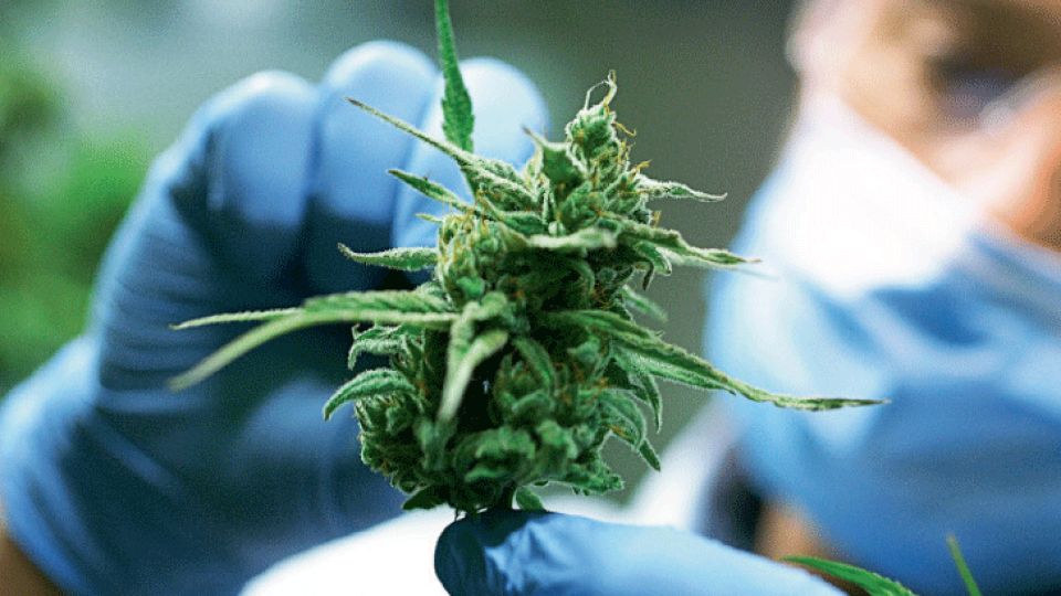 cannabis medicinal