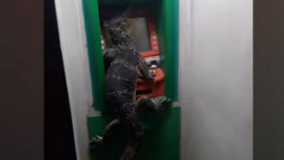 El reptil quedó encerrado en el cajero automático en Bangkok y despertó todo tipo de reacciones entre quienes se toparon con él.