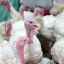 Importing of Chilean turkey meat restricted after discovery of bird flu