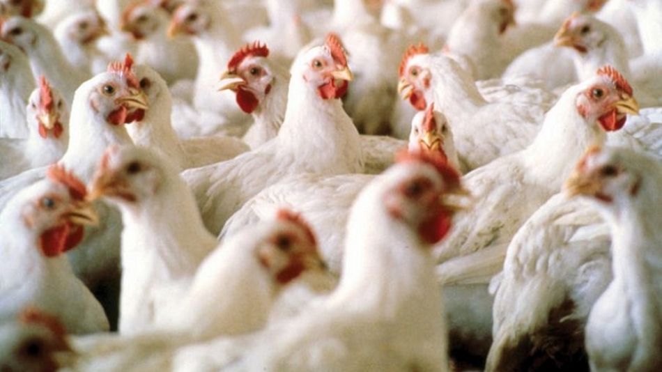 CARNE AVIAR. Hay buenas expectativas respecto a la industria avícola para que sea el principal cliente.