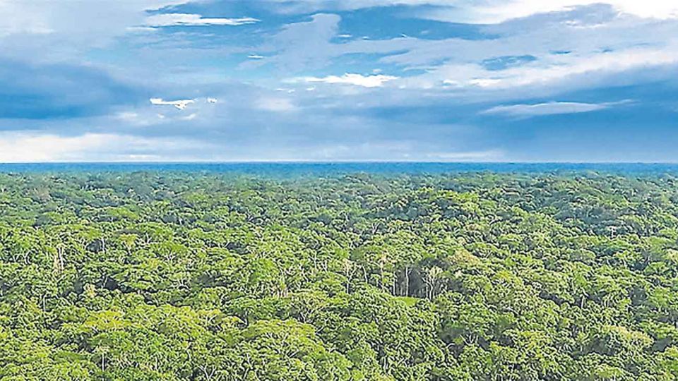 Clave. Es parte de la solución, no del problema ambiental global.