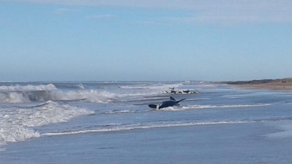 orcas varadas 09162019