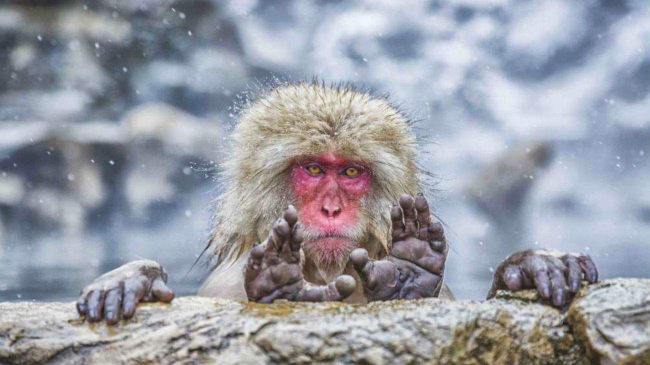 Comedy Wildlife Photography 2019 finalists
