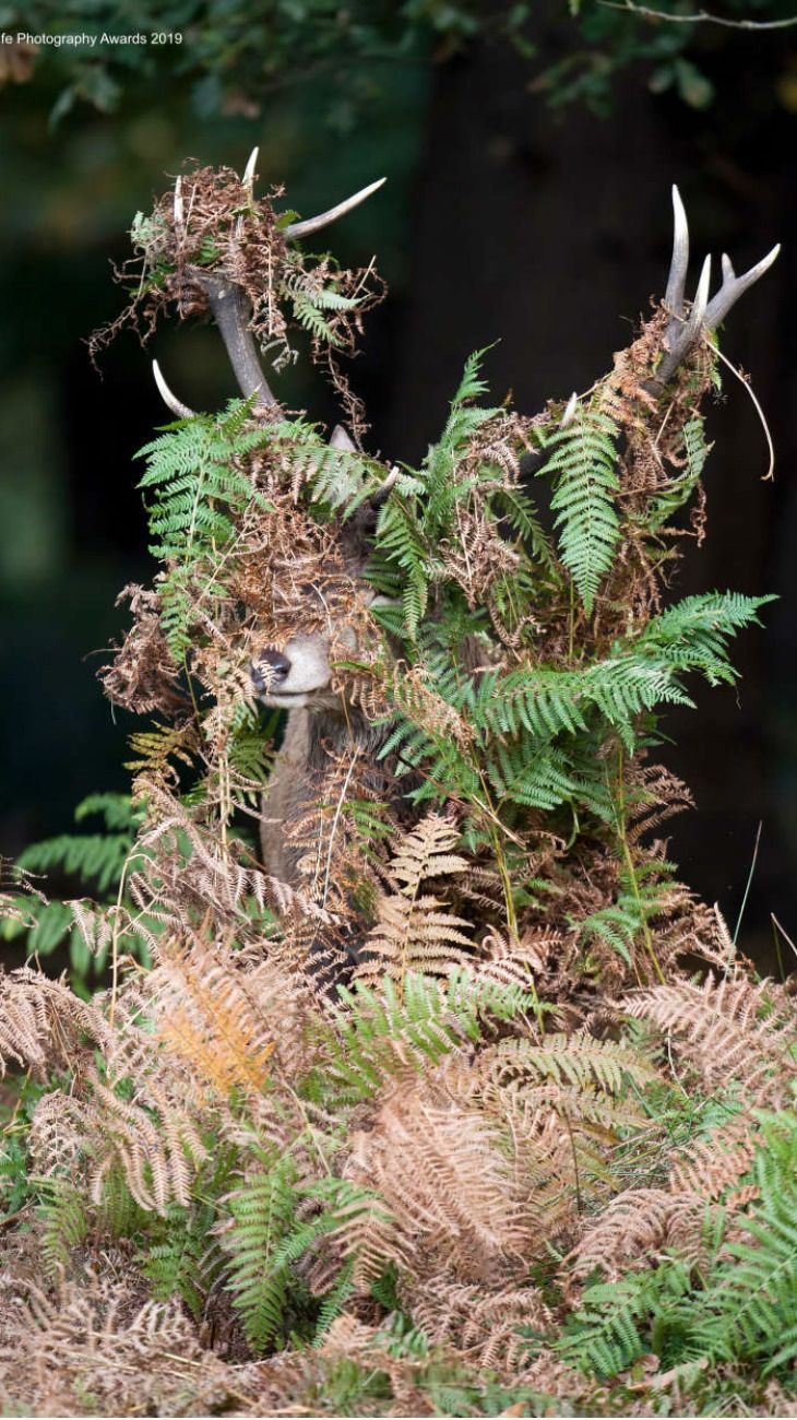Comedy Wildlife Photography 2019 finalists