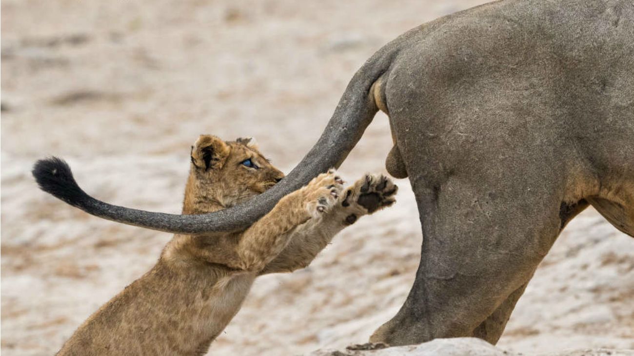 Comedy Wildlife Photography 2019 finalists