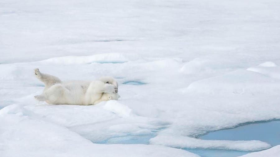 Comedy Wildlife Photography 2019 finalists