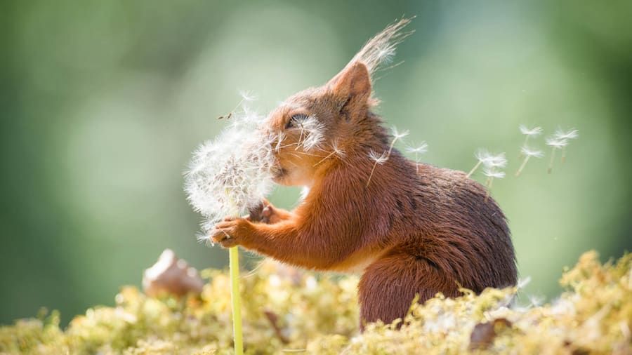 Comedy Wildlife Photography 2019 finalists