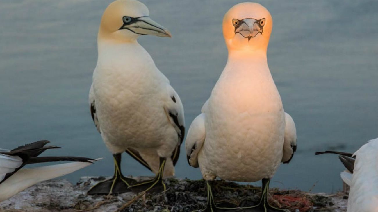 Comedy Wildlife Photography 2019 finalists