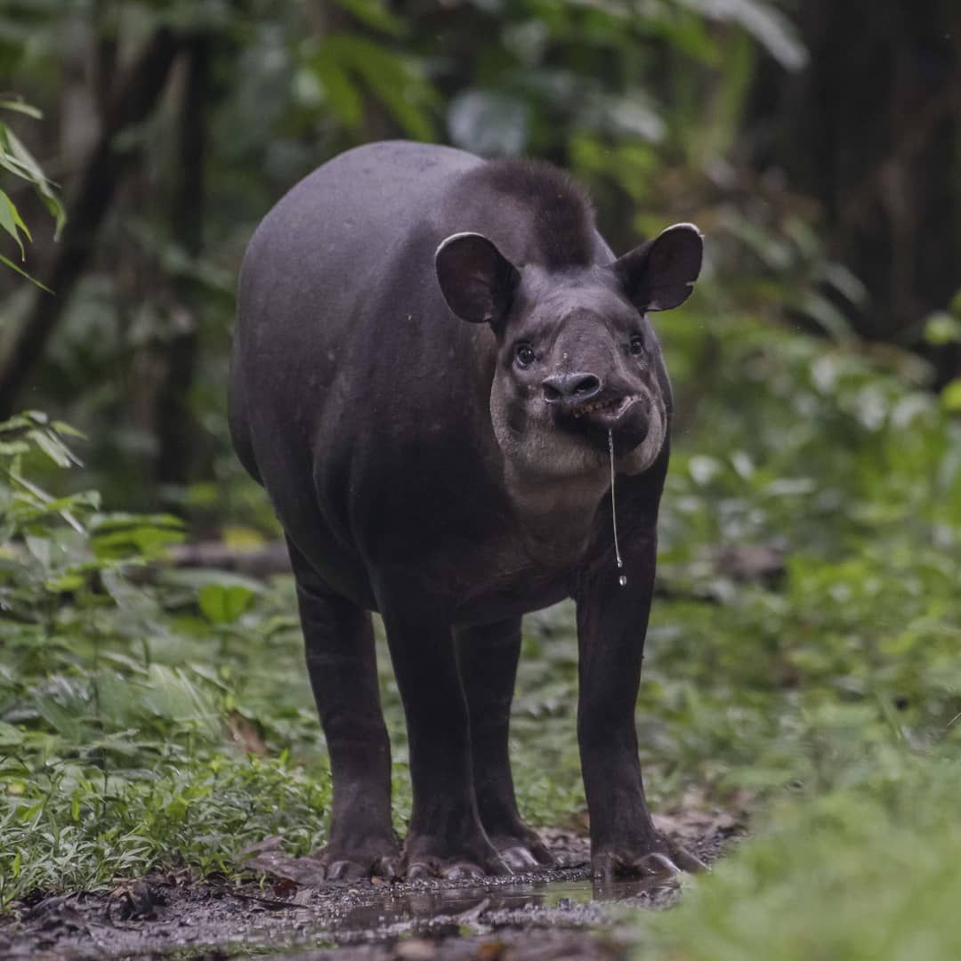 Comedy Wildlife Photography 2019 finalists