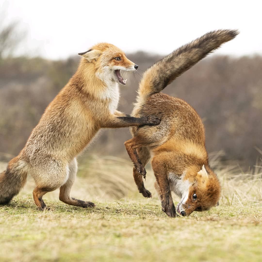 Comedy Wildlife Photography 2019 finalists