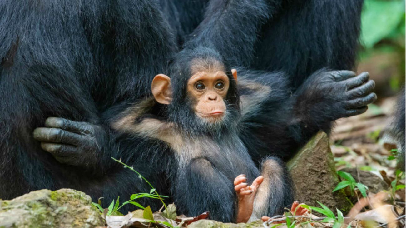 Comedy Wildlife Photography 2019 finalists