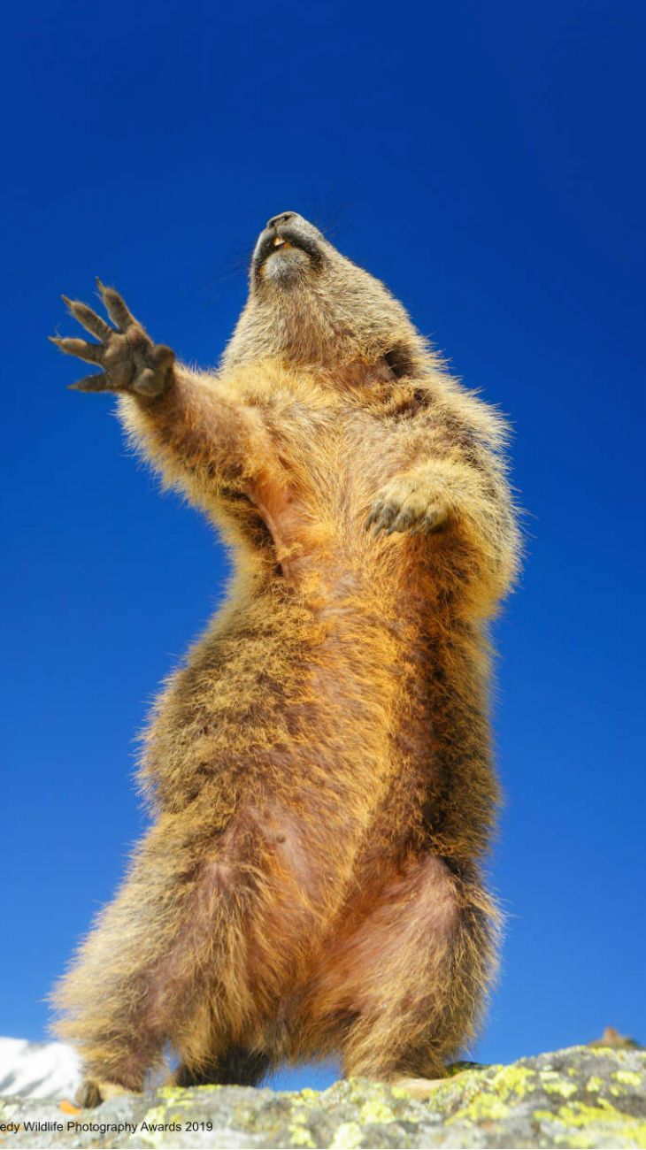 Comedy Wildlife Photography 2019 finalists