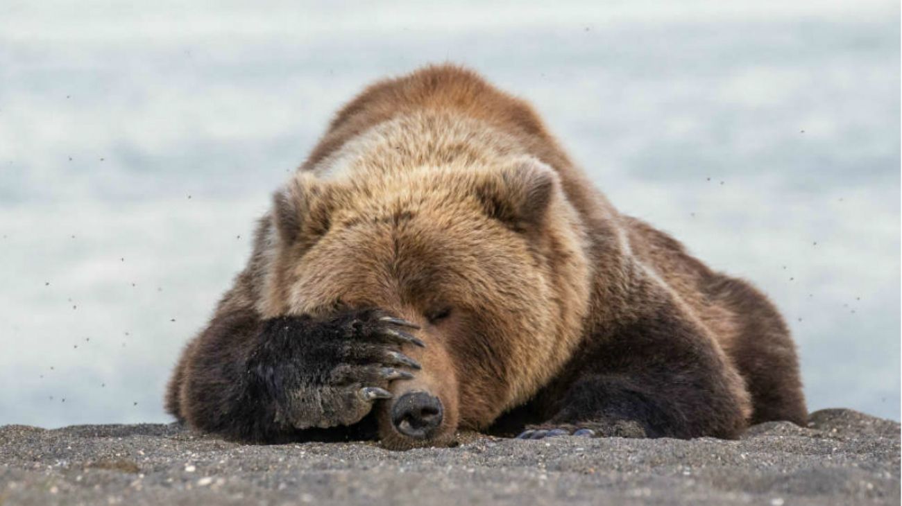 Comedy Wildlife Photography 2019 finalists