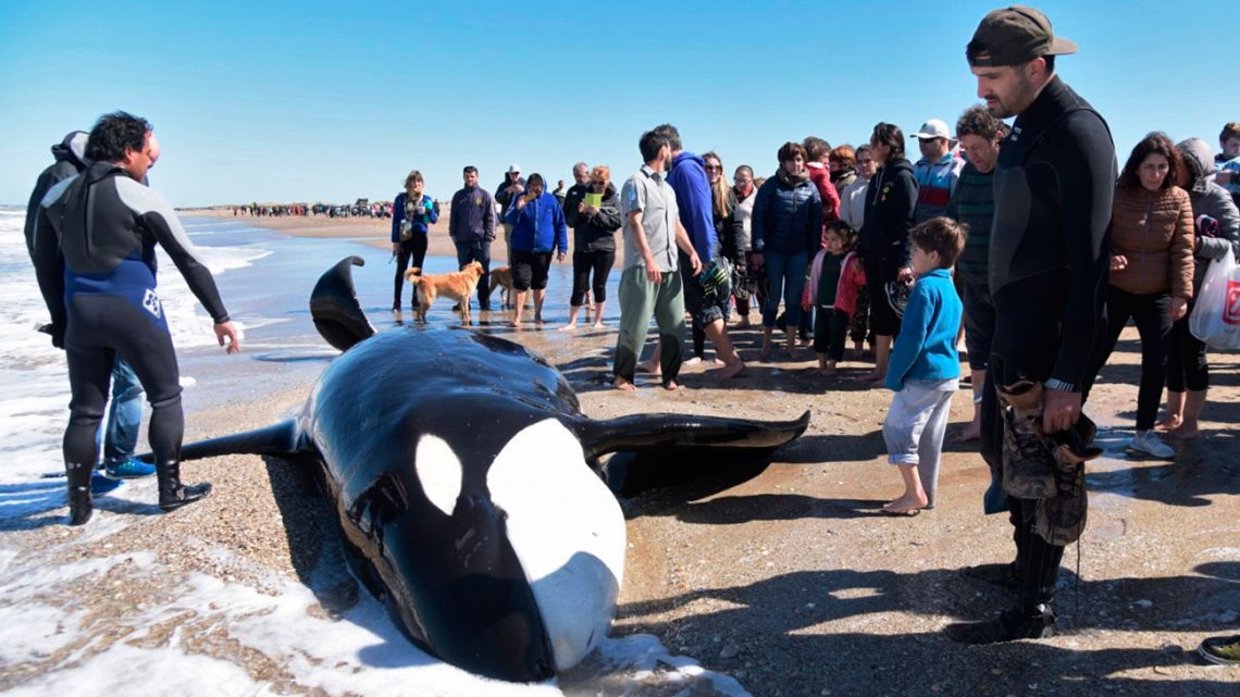 People surround a stranded killer whale at Mar Chiquita, Buenos Aires province on September 16, 2019. Six of seven orcas stranded in the beach of Mar Chiquita were returned to the Atlantic Ocean with the help of the Naval officers, firefighters, lifeguards and experts. 