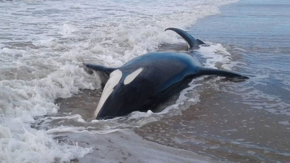 Las orcas fueron divisadas durante la mañana de este lunes por los vecinos de la playa.