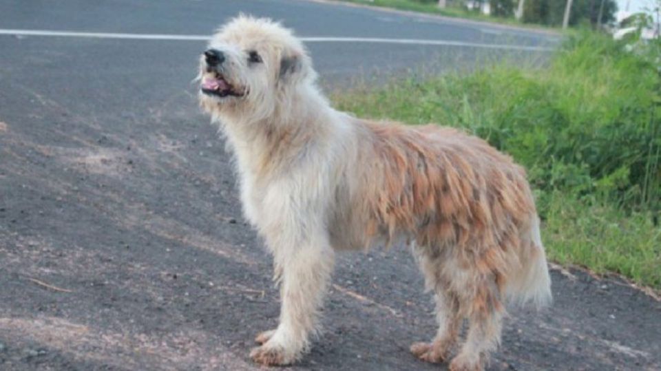 perro tailandia 09182019