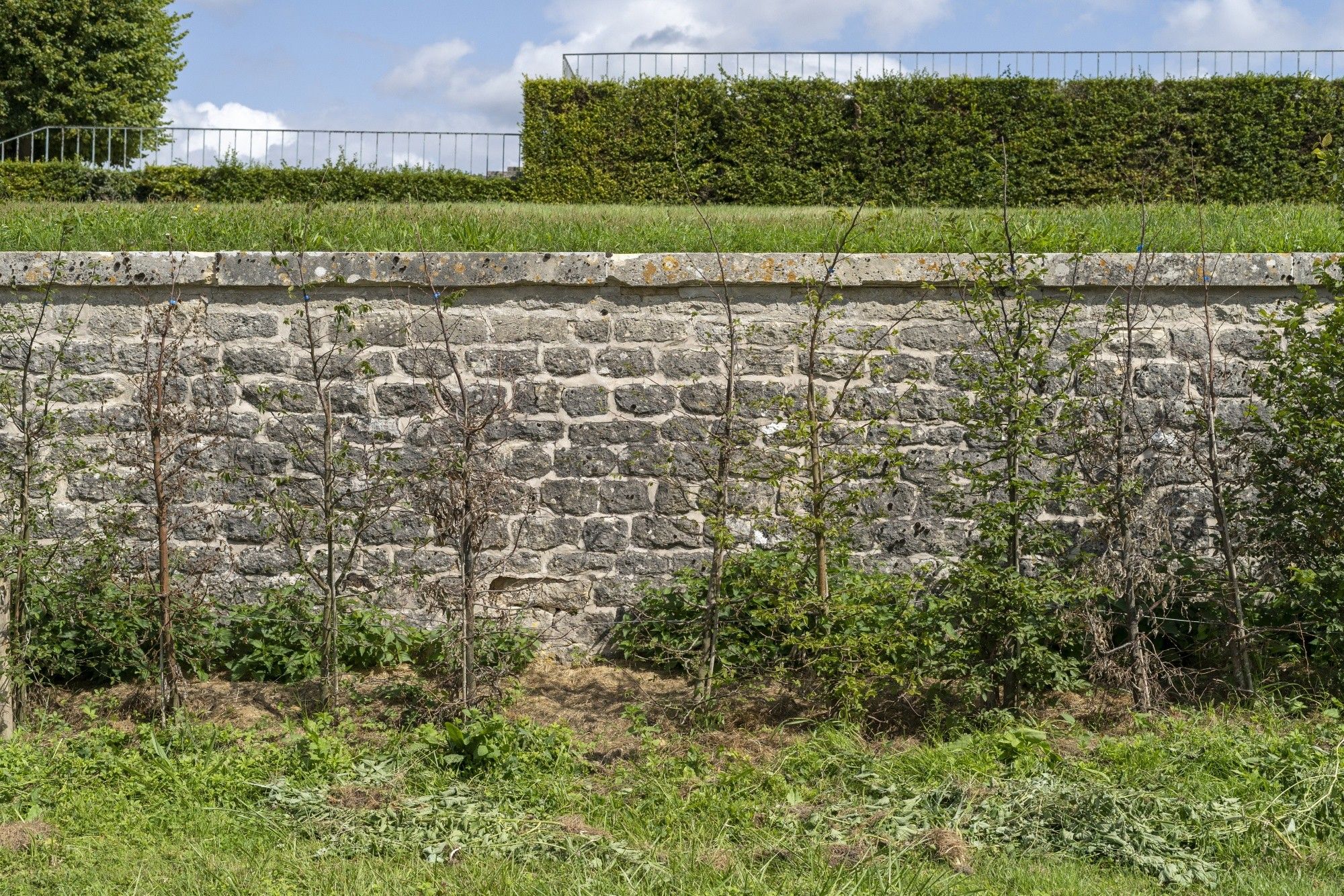 Versailles Head Gardener