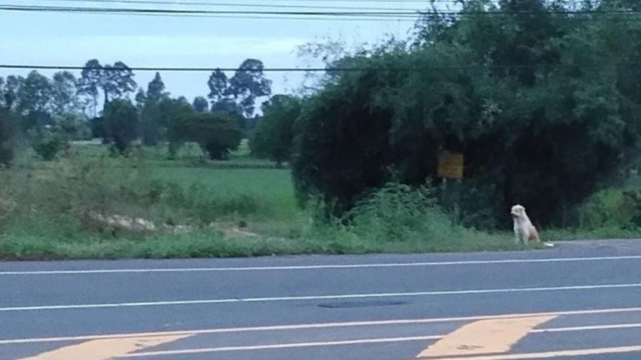 El propietario del perro, de apellido Noi, explicó que iban de vacaciones cuando se detuvieron en una estación de servicio y se dieron cuenta que BonBon ya no estaba en el auto.