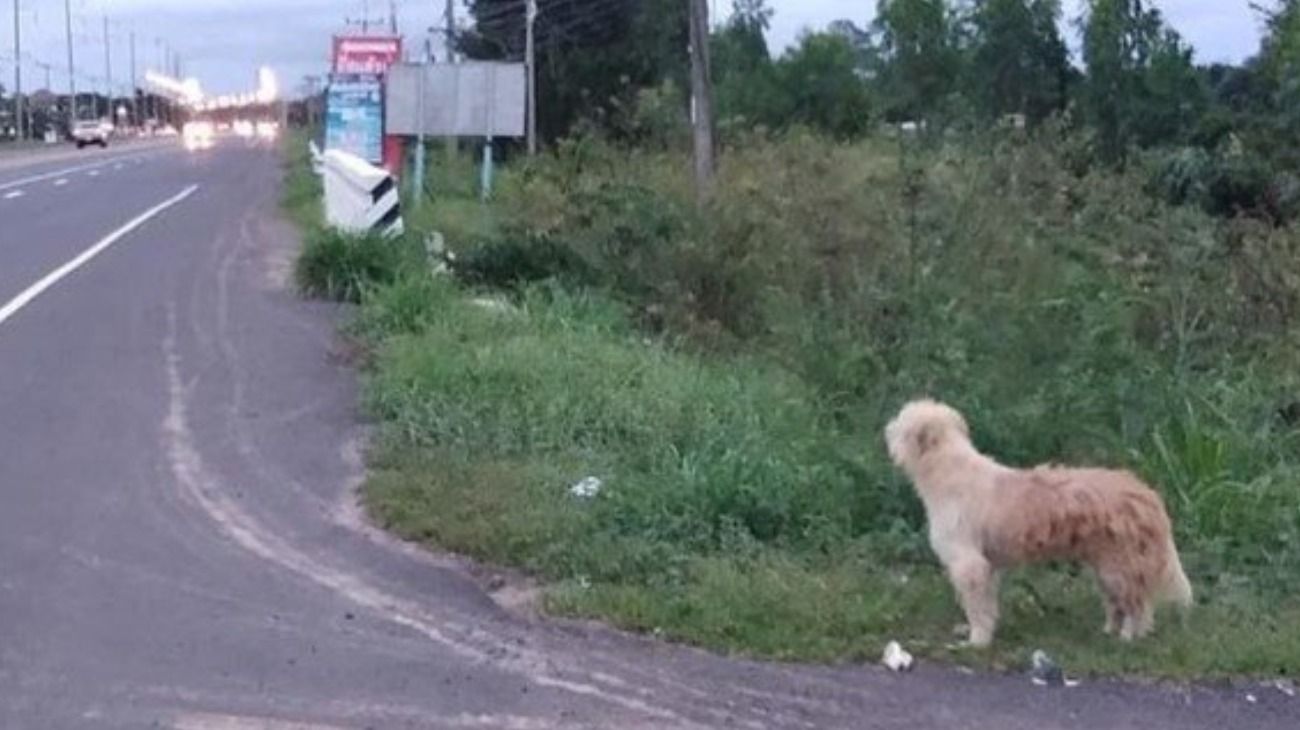 El propietario del perro, de apellido Noi, explicó que iban de vacaciones cuando se detuvieron en una estación de servicio y se dieron cuenta que BonBon ya no estaba en el auto.