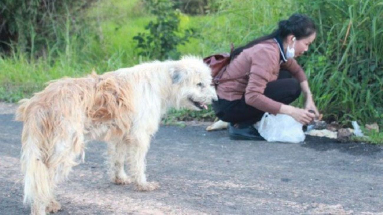 El propietario del perro, de apellido Noi, explicó que iban de vacaciones cuando se detuvieron en una estación de servicio y se dieron cuenta que BonBon ya no estaba en el auto.